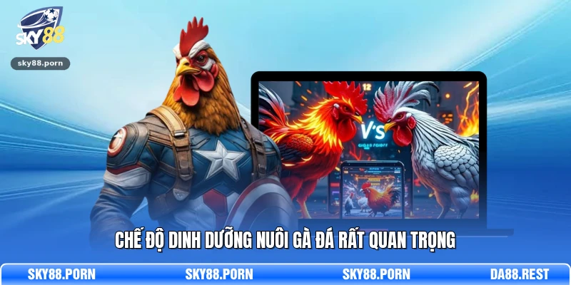 Chế độ dinh dưỡng nuôi gà đá rất quan trọng
