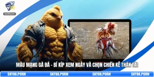 Màu Mạng Gà Đá - Bí Kíp Xem Ngày Và Chọn Chiến Kê Thần Tài